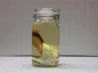 藏品(斑盔魚)的圖片